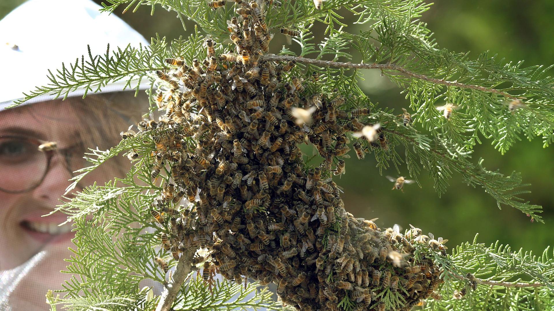 Imkerei: Berliner Bienen schwärmten 2024 besonders oft