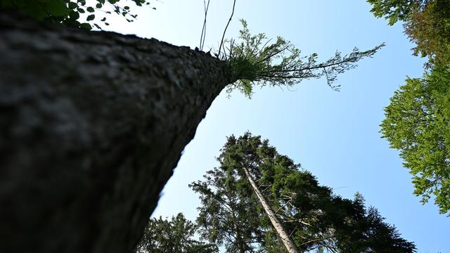 Trockenheit und Starkregen: Klimawandel setzt historischen Parks und Gärten in Hessen zu