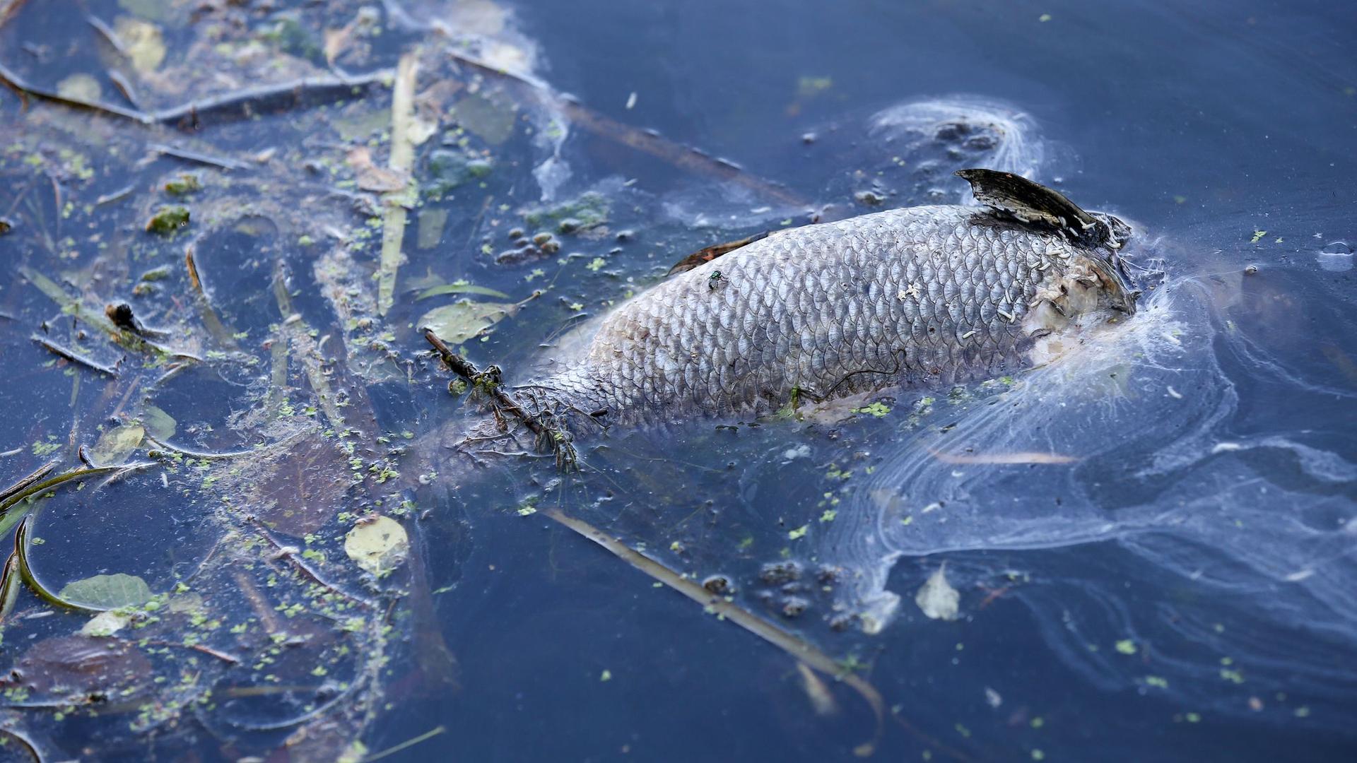 Klimawandel und Verschmutzung: Fischsterben am Golf von Izmir - Minister sieht Katastrophe