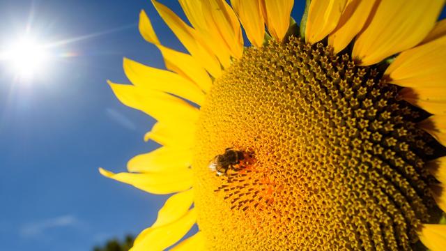 Wetter: Hochsommerliche Temperaturen in Sachsen-Anhalt