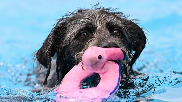 Freizeit: Hundeschwimmen im Freibad - Mannheim lässt Tiere ins Wasser