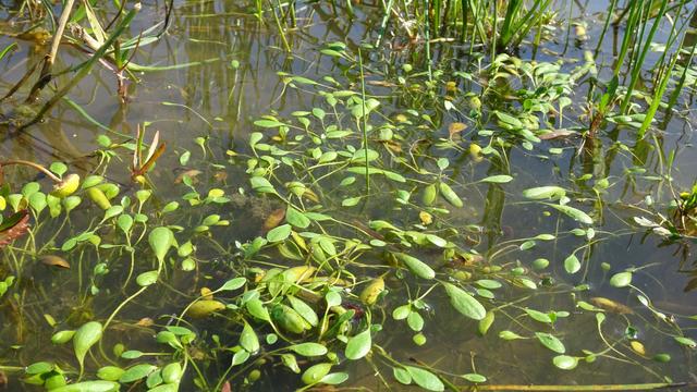 Seltene Wasserpflanze: Schlammling in Schleswig-Holstein wiederentdeckt