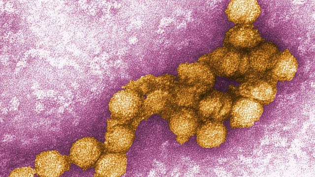 Krankheiten: Erster Fall von West-Nil-Virus bei Mensch in Niedersachsen