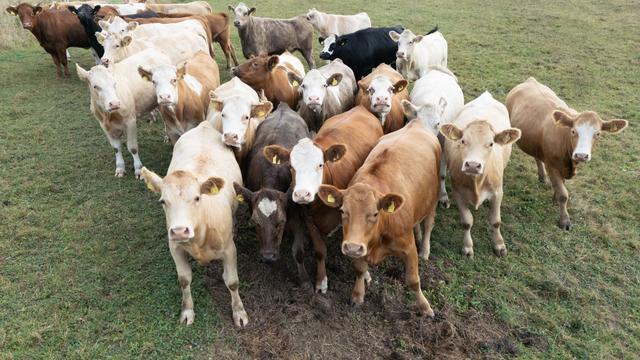 Tiere entlaufen: Rinder flüchten durch Ortschaften in Baden-Württemberg