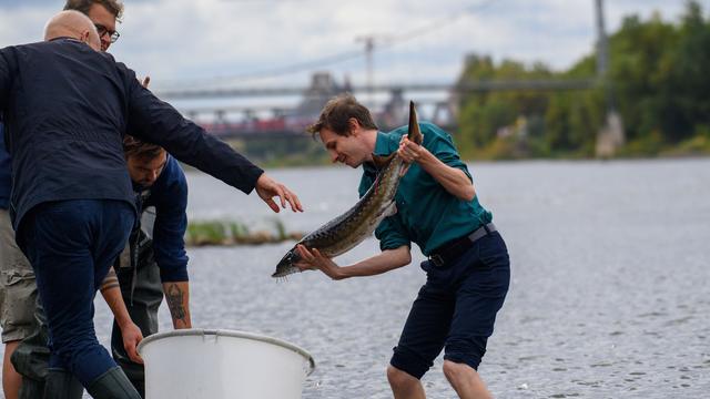 Umweltschutz: Seit fast zehn Jahren wieder Störe in die Elbe entlassen