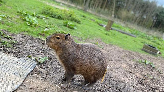 Tiere: Capybara in England entlaufen - Zoo bittet um Hilfe