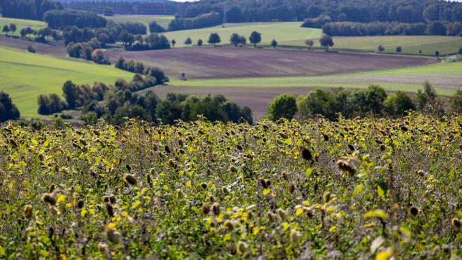 Prognose: Die Sonnenblumen bei Vlatten in der Eifel genießen das spätsommerliche Wetter.