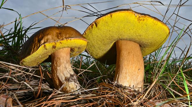 Experteneinschätzung: Für die meisten Pilze in Brandenburg ist es laut Experten derzeit zu trocken.