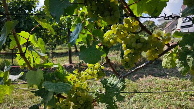 Landwirtschaft: Hessen produziert mehr als 20 Millionen Liter Wein