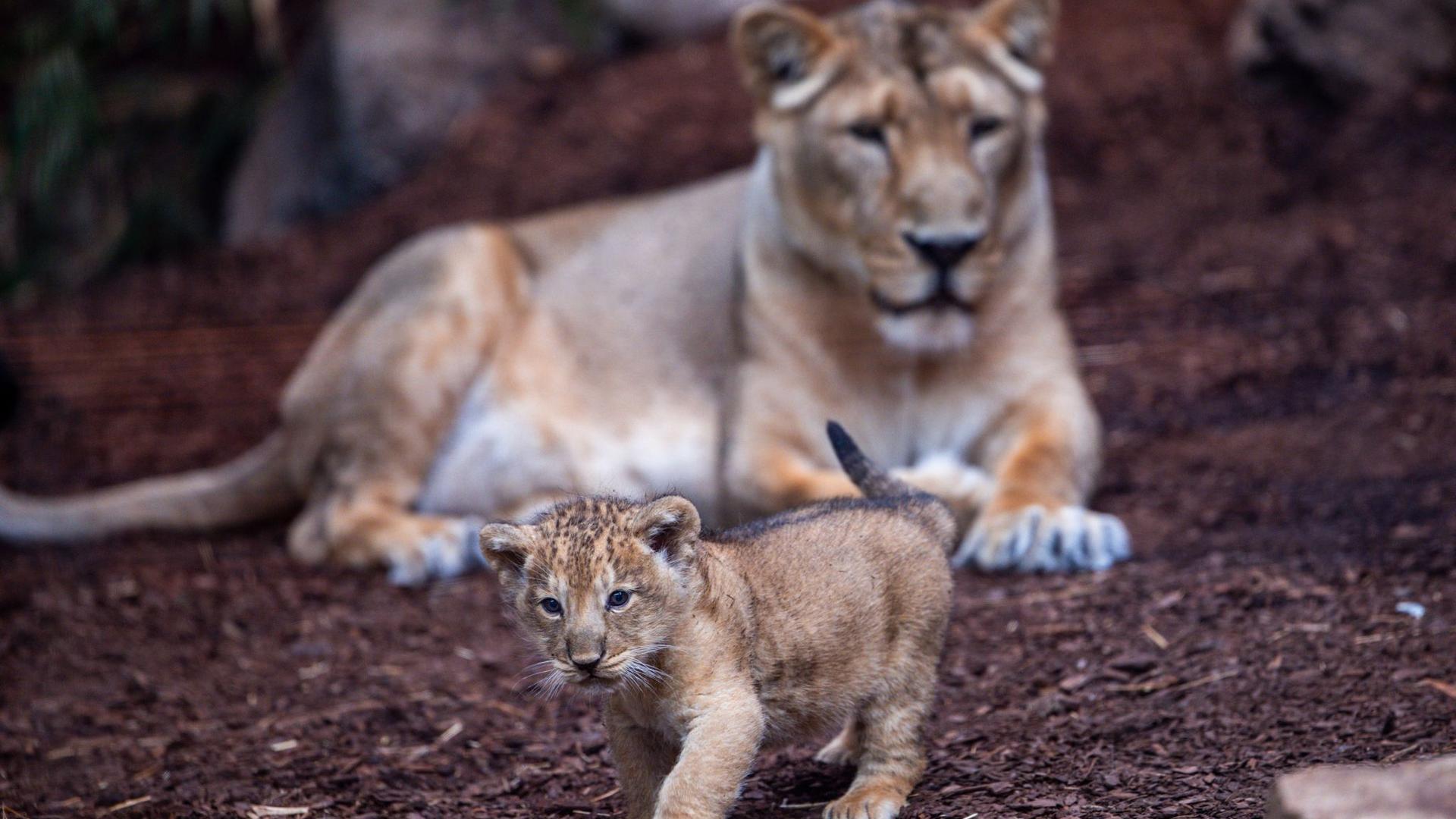 Asiatische Löwen: Löwenbaby im Schweriner Zoo erstmals präsentiert