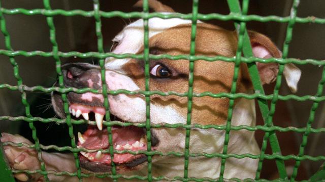 Gefährlicher Hund: Pitbull verletzt deutschen Halter auf Mallorca schwer