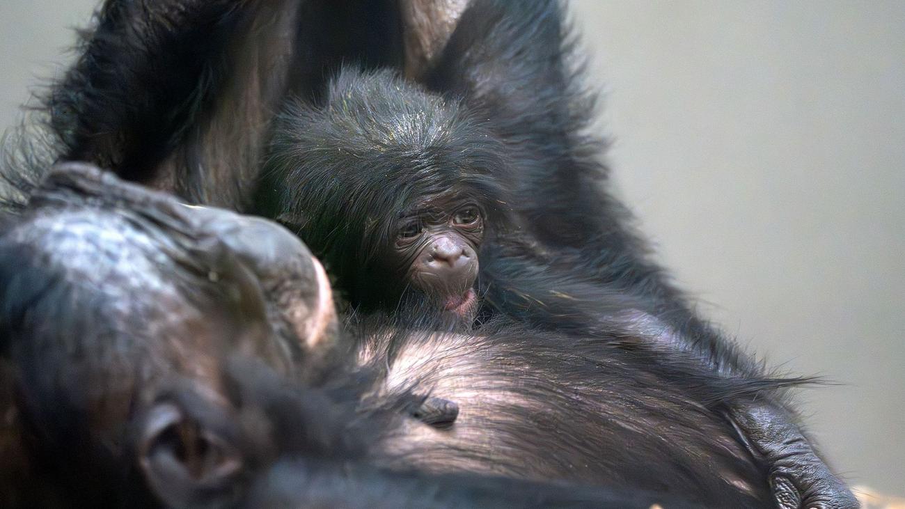 Trauriger Fund in der Wilhelma: Stuttgarter Zoo - Todesursache von ...