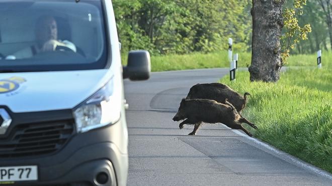 Wildunfälle: Kollisionen mit Wild zählen zu den häufigsten Unfallursachen. (Archivbild)