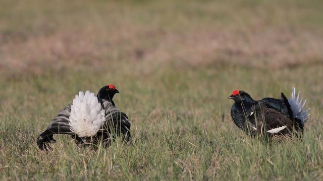 Naturschutz: Sachsen und Tschechien gemeinsam für Erhalt des Birkhuhns