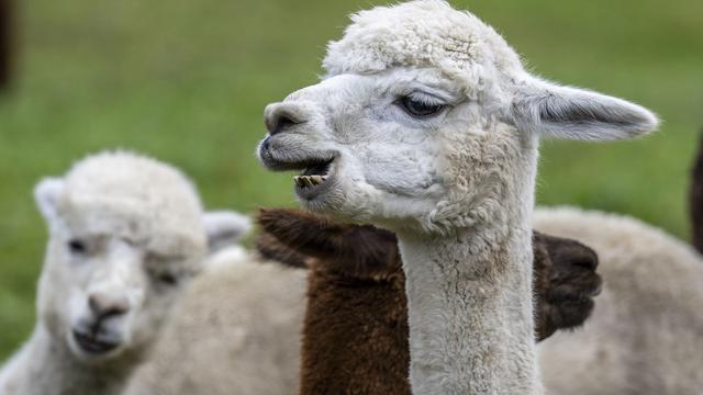 Tiere auf der Straße: Feuerwehr verfolgt Lamas in Bonn