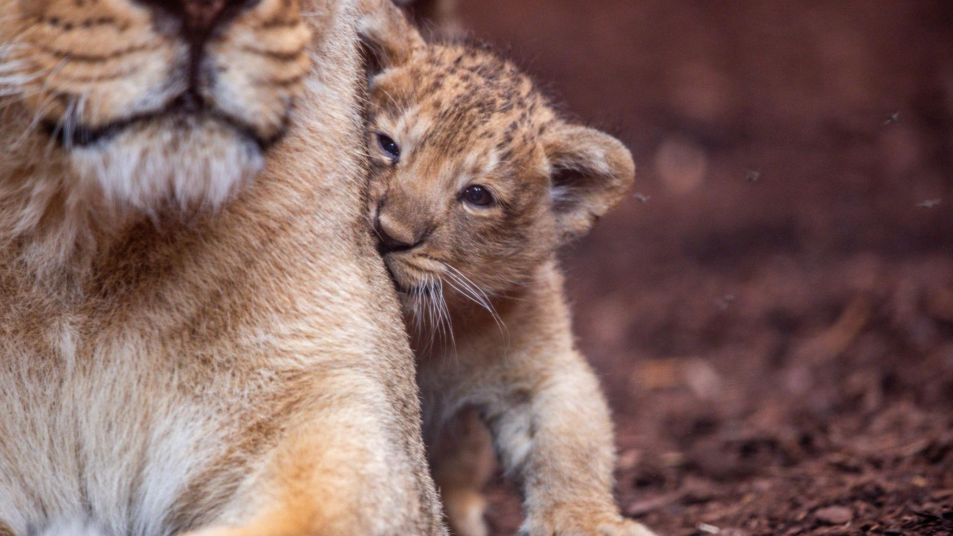 Asiatische Löwen: Löwenbaby im Schweriner Zoo heißt Santosh