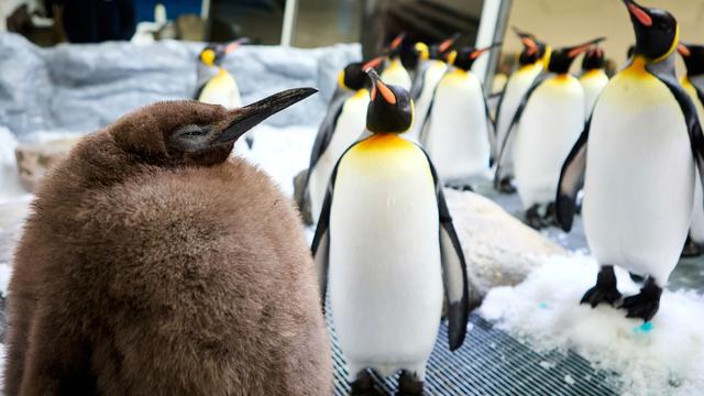 Riesenvogel in Australien: Ein echter Brocken: Pinguin-Baby Pesto ist Social-Media-Star