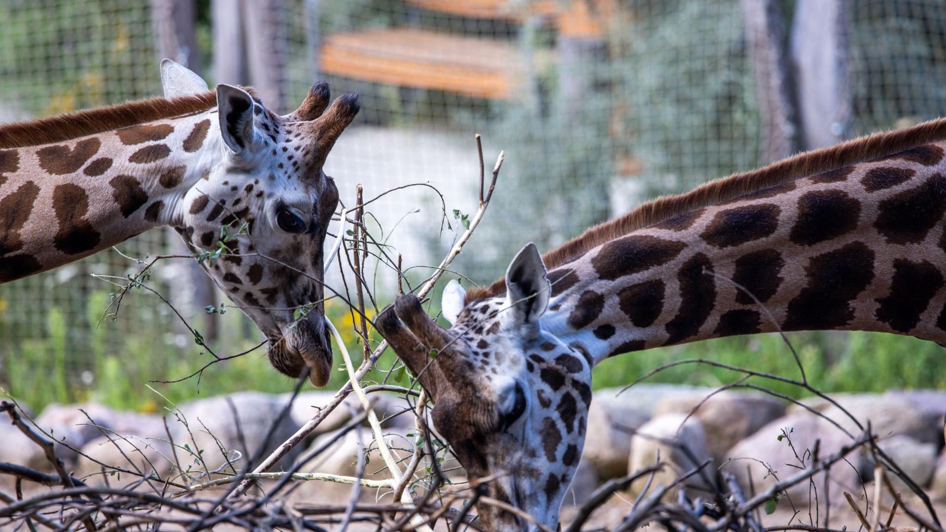 Zoo Schwerin: Kränkliches Giraffenbaby im Schweriner Zoo eingeschläfert