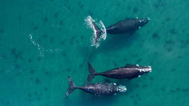 Meeressäuger: WWF: Klimawandel und Schifffahrt gefährden Wal-Wanderrouten