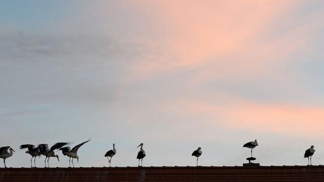 Vogelzug: Zugvögel starten gen Süden – Veränderungen durch Klimawandel