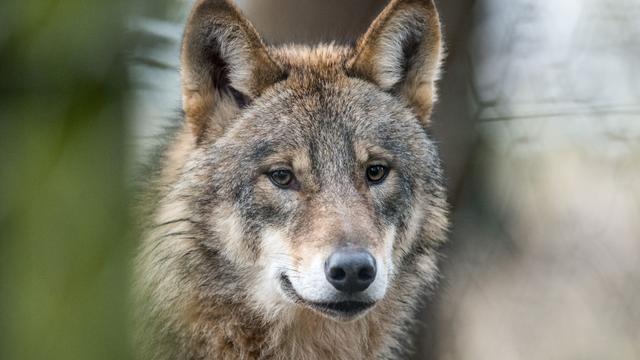 Wölfe: Hessen unterstützt Kursänderung beim Schutz von Wölfen