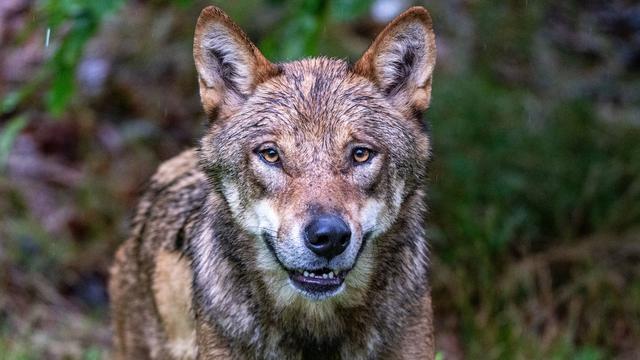 Abstimmung in Brüssel: Kursänderung beim Wolf - EU-Staaten wollen Schutz absenken