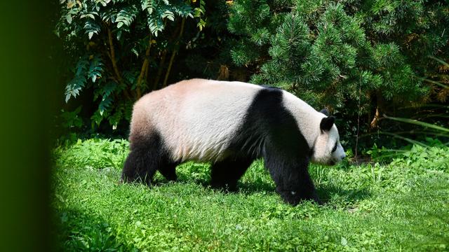 Excavations: Primitive Panda Discovered in Clay Pit in the Allgäu