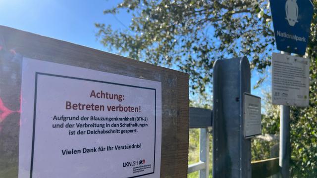 Wegen Blauzungenkrankheit: Viele Schutzdeiche in Schleswig-Holstein gesperrt