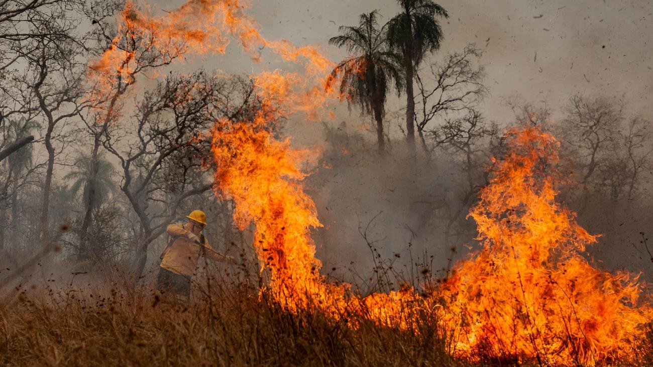 Incendies de forêt : des pompiers indigènes combattent les flammes au Brésil