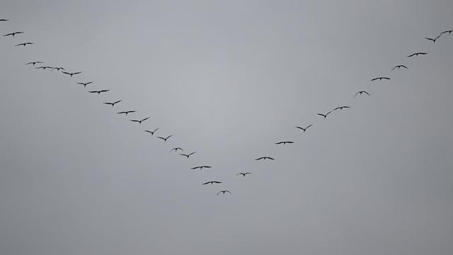 Vogelzug: Kraniche über Hessen: Nabu ruft zur Beobachtung auf