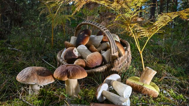 Mushroom Season: Full Baskets in the Thuringian Forest