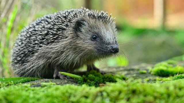 Stachel-Tiere: Schutz für Igel: Köln erlässt Nachtfahrverbot für Mähroboter