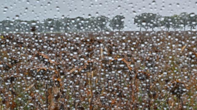 Wettervorhersage: Regnerisches Wetter in Berlin und Brandenburg