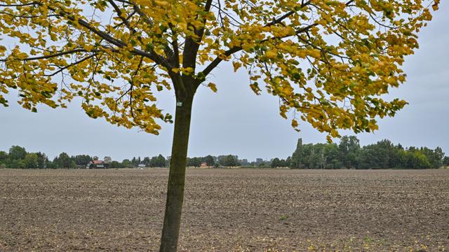 Wetter: Kühles Herbstwetter am Wochenende in Berlin und Brandenburg