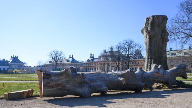 Klimawandel: Dresden muss rund 150 Bäume wegen Trockenstress fällen