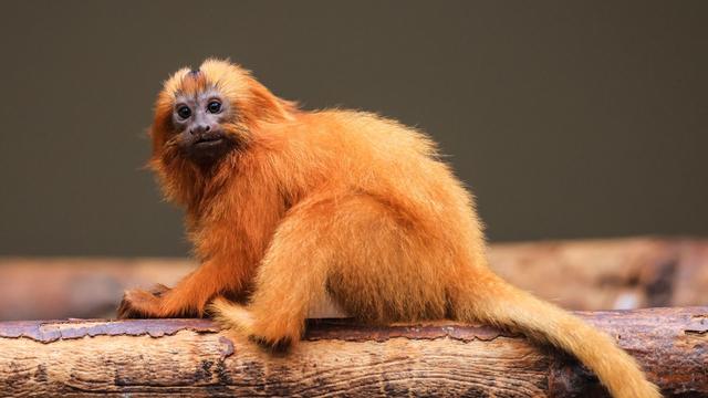 Zoos: Goldgelb wie der Herbst: Löwenäffchen in Köln geboren