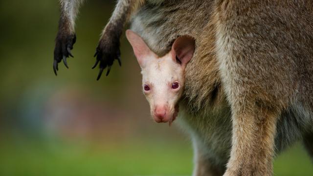 Schneeweißer Nachwuchs: Seltenes Albino-Wallaby in Australien: Park präsentiert Olaf