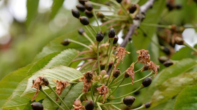 Landwirtschaft: Wegen Frostschäden: Weniger Obst aus Thüringen