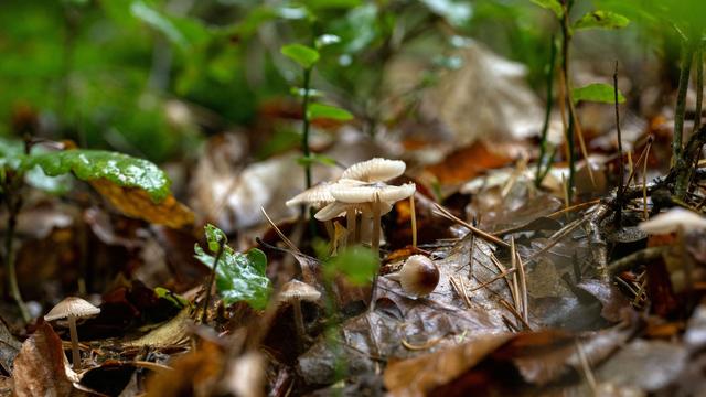 Wetter: Höhere Temperaturen in Sicht - Sonne am letzten Wiesn-Tag