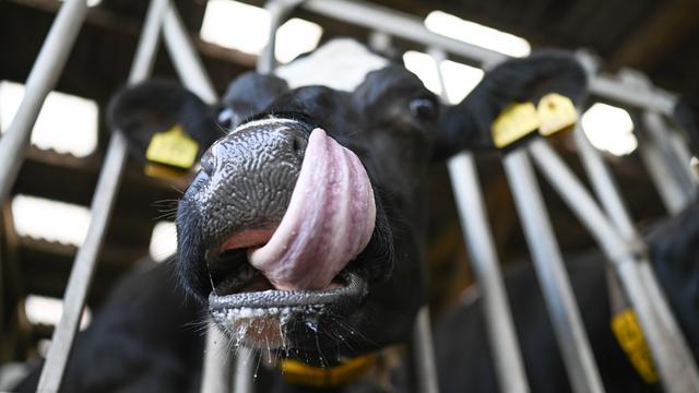 Tierseuchen: Blauzungenkrankheit breitet sich in Brandenburg aus