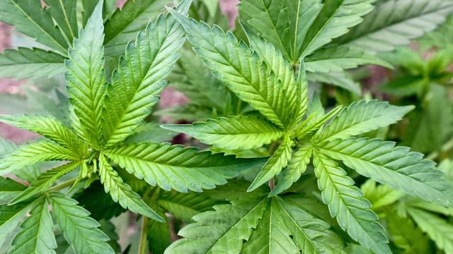 Cannabis-Anbauvereinigungen: Noch kein Cannabis-Anbauclub in Sachsen-Anhalt genehmigt