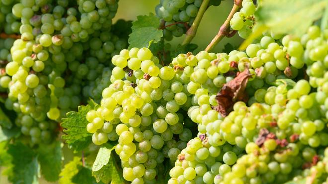 Bij Guldental: Een weinerntemaschine überschlug sich in den Weinbergen bij Guldental mehrfach. (Symbool afbeelding)