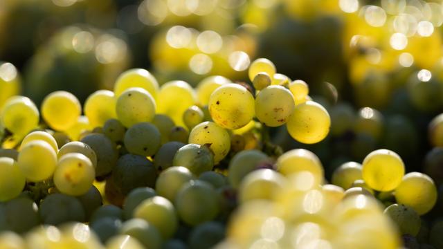 Weinanbau: Weinlese in Sachsen wie erwartet - aber gute Traubenqualität