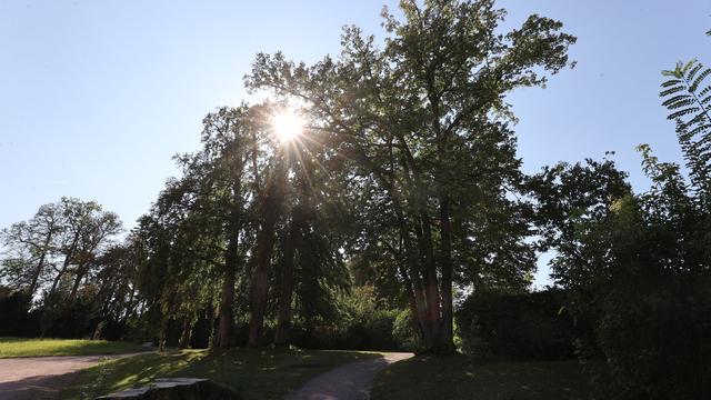 Klimawandel: Trockenperioden machen Thüringer Parks zu schaffen