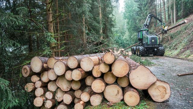 Forstwirtschaft: Mehr klimafester Mischwald in Bayern