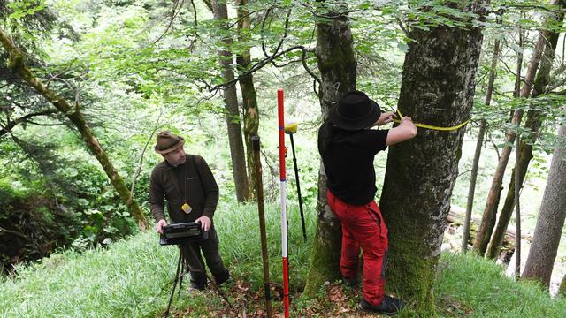 Bericht zum Waldzustand: Waldbesitzerverbände: Waldumbau ist Mehrgenerationen-Projekt