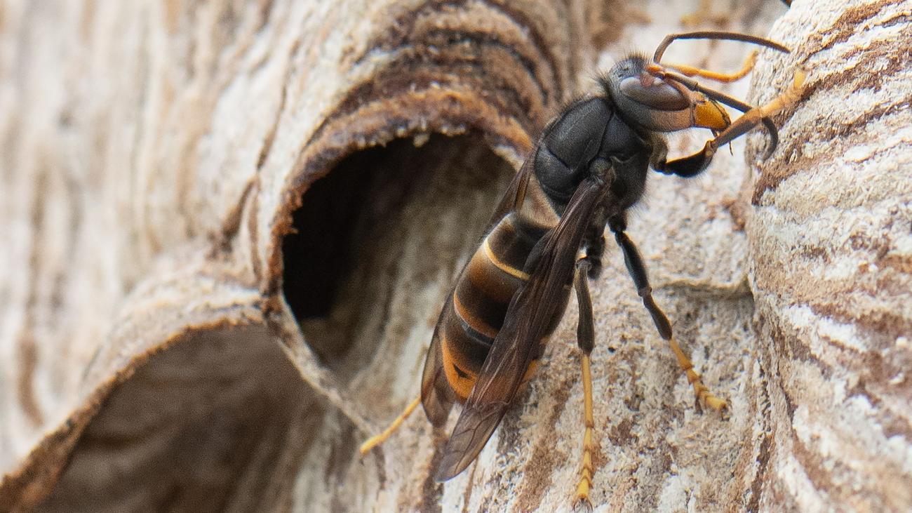 Danger to bees: Workshop on the Asian hornet in Dresden