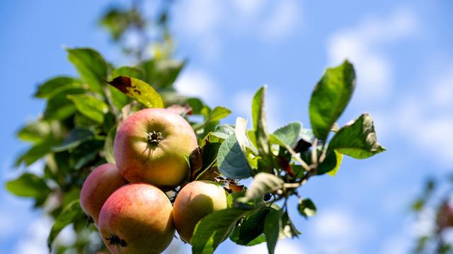 Obst: Apfelernte in Bayern: gute Qualität, weniger Ertrag