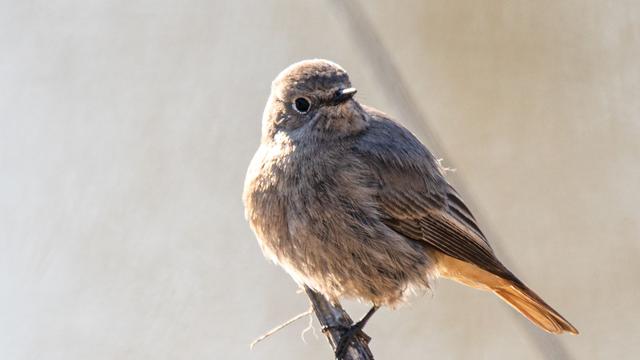 Nature Conservation: The Black Redstart is the «Bird of the Year» 2025