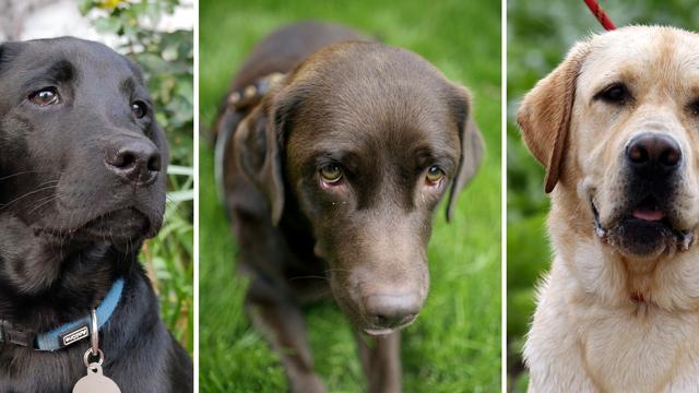 Tag des Hundes am 10. Oktober: Immer mehr Hunde in Sachsen-Anhalt